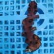 画像2: 《近海産海洋生物》ナンヨウキサンゴ（画像の個体です）‥