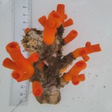 画像: 《近海産海洋生物》エントウキサンゴ(画像の個体です)