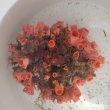 画像4: 《近海産海洋生物》【激レアサイズ】オオエダキサンゴ（画像の個体です）‥3Lサイズ