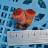 画像: 《近海産海洋生物》ハナタテ　2本付きブロック（画像の個体です）