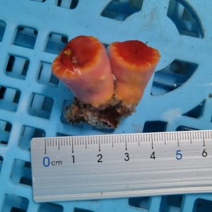 画像: 《近海産海洋生物》ハナタテ　2本付きブロック（画像の個体です）