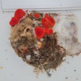 画像: 《近海産海洋生物》タバネイボヤギ（画像の個体です）