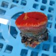 画像2: 《近海産海洋生物》【激レアサイズ】ハナタテ　3Lサイズ（画像の個体です）・・非常に大きな個体です！！