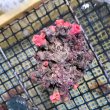 画像1: 《近海産海洋生物》オオエダキサンゴ