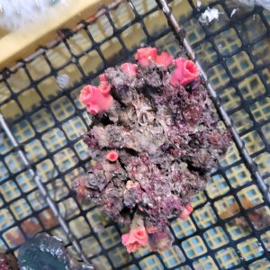 画像: 《近海産海洋生物》オオエダキサンゴ