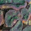 画像5: 《近海産海洋生物》ハナガタサンゴ（2Lサイズ）・・海上生け簀育成個体