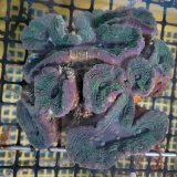 画像: 《近海産海洋生物》ハナガタサンゴ（2Lサイズ）・・海上生け簀育成個体
