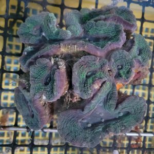 画像: 《近海産海洋生物》ハナガタサンゴ（2Lサイズ）・・海上生け簀育成個体