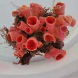 画像: 《近海産海洋生物》オオエダキサンゴ（画像の個体です）