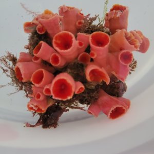 画像: 《近海産海洋生物》オオエダキサンゴ（画像の個体です）