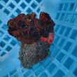画像1: 《近海産海洋生物》ナンヨウキサンゴ（画像の個体です）‥2色タイプ【珍】