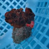 画像: 《近海産海洋生物》ナンヨウキサンゴ（画像の個体です）‥2色タイプ【珍】