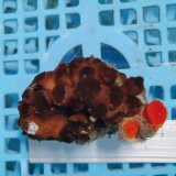 画像: 《近海産海洋生物》ナンヨウキサンゴ（画像の個体です）‥2色タイプ【珍】