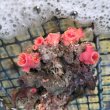 画像2: 《近海産海洋生物》オオエダキサンゴ