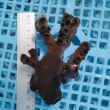 画像: 《近海産海洋生物》ナンヨウキサンゴ（画像の個体です）‥