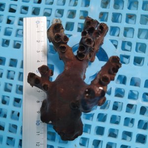 画像: 《近海産海洋生物》ナンヨウキサンゴ（画像の個体です）‥