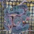 画像6: 《近海産海洋生物》ハナガタサンゴ（2Lサイズ）・・海上生け簀育成個体