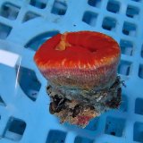 画像: 《近海産海洋生物》【激レアサイズ】ハナタテ　3Lサイズ（画像の個体です）・・非常に大きな個体です！！