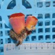 画像3: 《近海産海洋生物》ハナタテ　2本付きブロック（画像の個体です）