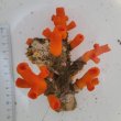 画像3: 《近海産海洋生物》エントウキサンゴ(画像の個体です)