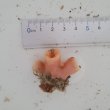 画像1: 《近海産海洋生物》ナガイボヤギ（画像の個体です）