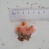 画像: 《近海産海洋生物》ナガイボヤギ（画像の個体です）