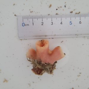 画像: 《近海産海洋生物》ナガイボヤギ（画像の個体です）