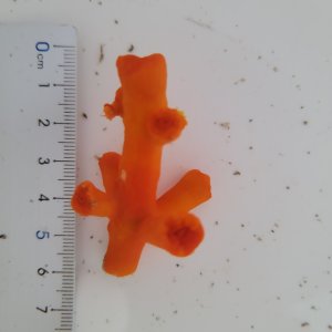 画像: 《近海産海洋生物》エントウキサンゴ(画像の個体です)