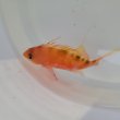 画像3: 《近海産海水魚》サクラダイ（画像の個体です）…背部がグリーン系（深場採取個体）