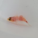 画像: 《近海産海水魚》アズマハナダイ・・ハンドコート採取