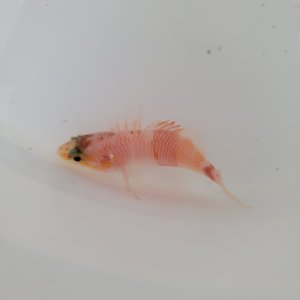 画像: 《近海産海水魚》アズマハナダイ・・ハンドコート採取