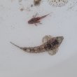 画像3: 《近海産海水魚》ネズッポ科の1種（画像の個体です）