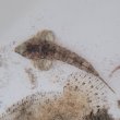 画像2: 《近海産海水魚》ネズッポ科の1種（画像の個体です）