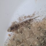 画像: 《近海産海水魚》ネズッポ科の1種（画像の個体です）