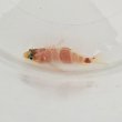 画像2: 《近海産海水魚》アズマハナダイ・・ハンドコート採取