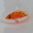 画像2: 《近海産海水魚》サクラダイ（画像の個体です）…背部がグリーン系（深場採取個体）