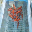 画像4: 《近海産海水魚》ロウソクチビキ（1匹）…ハンドコート採取