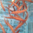 画像2: 《近海産海水魚》ロウソクチビキ（1匹）…ハンドコート採取