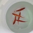 画像6: 《近海産海水魚》ロウソクチビキ（1匹）…ハンドコート採取