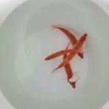 画像: 《近海産海水魚》ロウソクチビキ（1匹）…ハンドコート採取