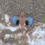 画像: 《近海産海水魚》オニカナガシラ(画像の個体です)☆餌（オキアミ）を食べてます！…ハンドコート採取