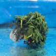画像2: 《近海産海洋生物》海藻（フジツボ土台）…画像の個体です