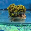画像2: 《近海産海洋生物》海藻（フジツボ土台）…画像の個体です