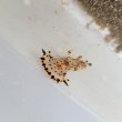 画像2: 《近海産甲殻類》ヒカリウミウシ（1匹）…当店ハンドコート採取