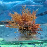 画像: 《近海産海洋生物》海藻…画像の個体です