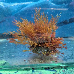 画像: 《近海産海洋生物》海藻…画像の個体です