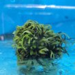 画像1: 《近海産海洋生物》海藻（フジツボ土台）…画像の個体です