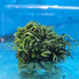 画像: 《近海産海洋生物》海藻（フジツボ土台）…画像の個体です