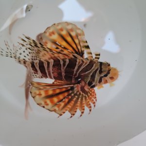 画像: 《近海産海水魚》キリンミノカサゴ（1匹）…