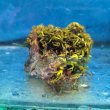 画像4: 《近海産海洋生物》海藻（フジツボ土台）…画像の個体です